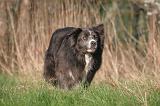BORDER COLLIE 1458